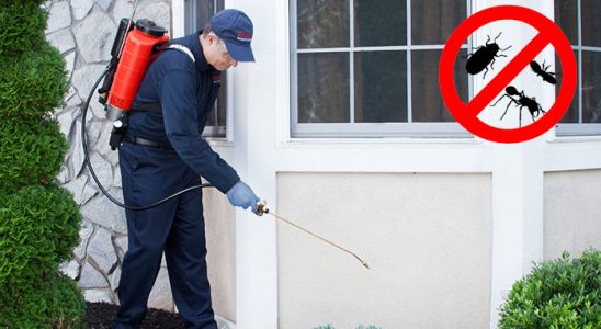 Görele Kene İlaçlama böcek ilaçlama ve haşere kontrolü — ilaclama-tr.com